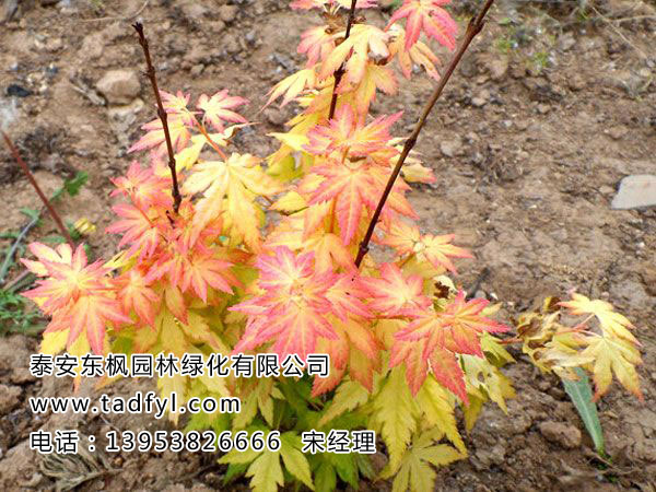 橙之夢(mèng)黃金楓