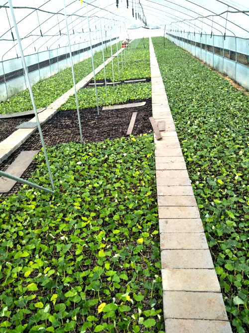 夏日來(lái)臨，當(dāng)你吹空調(diào)喊熱的時(shí)候，讓我?guī)阋黄鹱哌M(jìn)東楓園林體驗(yàn)一下東楓人高溫下工作不一樣的夏日風(fēng)采