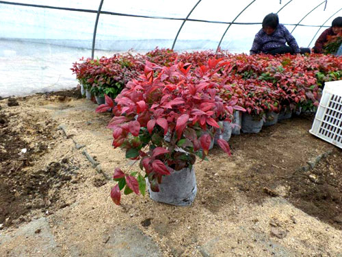 夏日來(lái)臨，當(dāng)你吹空調(diào)喊熱的時(shí)候，讓我?guī)阋黄鹱哌M(jìn)東楓園林體驗(yàn)一下東楓人高溫下工作不一樣的夏日風(fēng)采