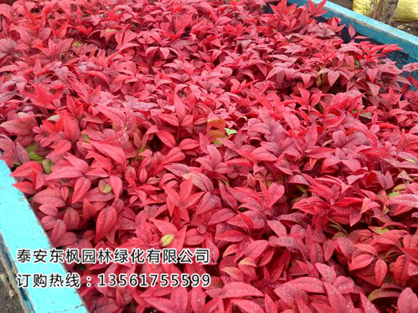 苗木種植土壤改良有哪些方法？