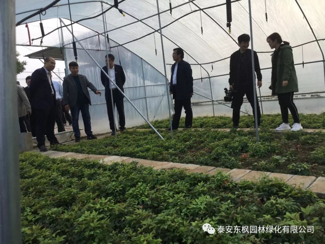 熱烈歡迎肥城市市委書記及領導一行蒞臨泰安東楓園林參觀指導