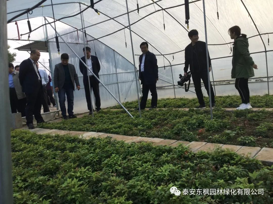 熱烈歡迎肥城市市委書記及領導一行蒞臨泰安東楓園林參觀指導