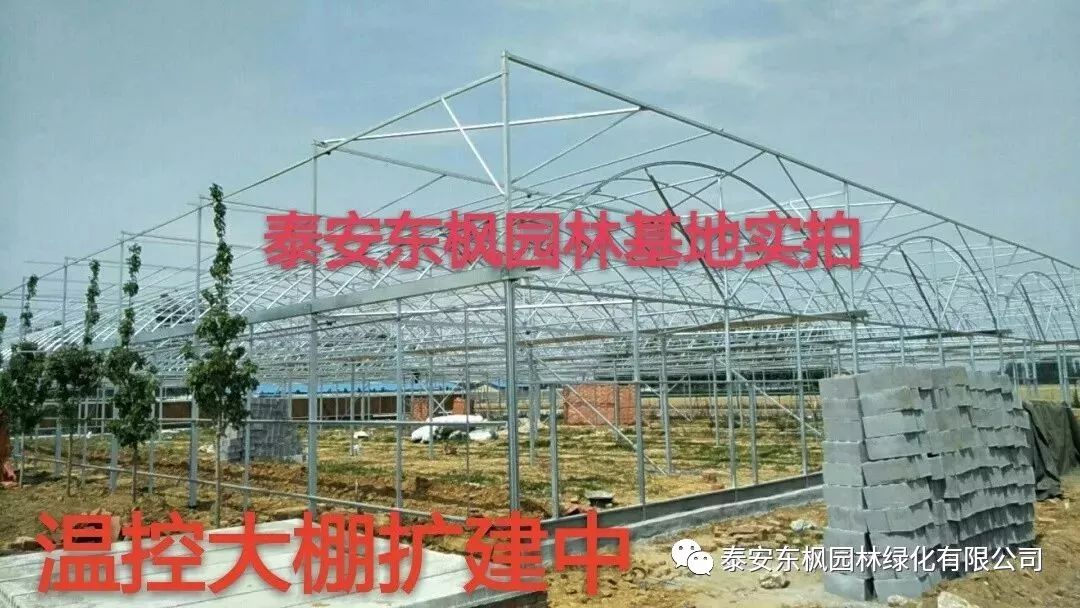 熱烈歡迎肥城市市委書記及領導一行蒞臨泰安東楓園林參觀指導