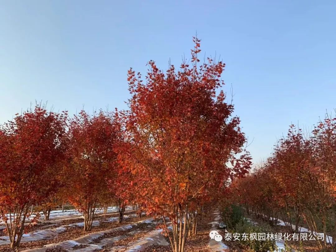熱烈歡迎肥城市市委書記及領導一行蒞臨泰安東楓園林參觀指導