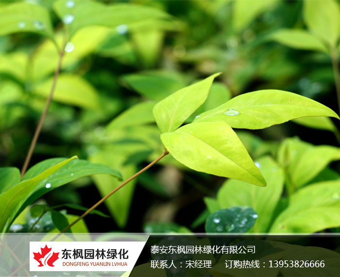 火焰南天竹入市以來(lái)熱度不減，未來(lái)幾年市場(chǎng)好！