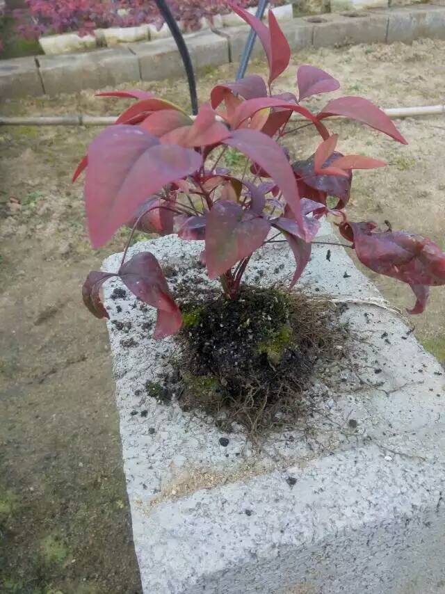 火焰南天竹入市以來(lái)熱度不減，未來(lái)幾年市場(chǎng)好！