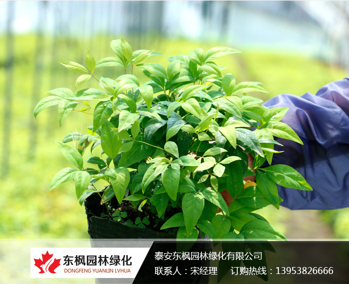 火焰南天竹栽種、澆水、施肥等及擺放環(huán)境