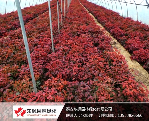 火焰南天竹栽種、澆水、施肥等及擺放環(huán)境