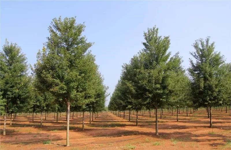 它，秋之嬌子——美國(guó)紅點(diǎn)紅楓