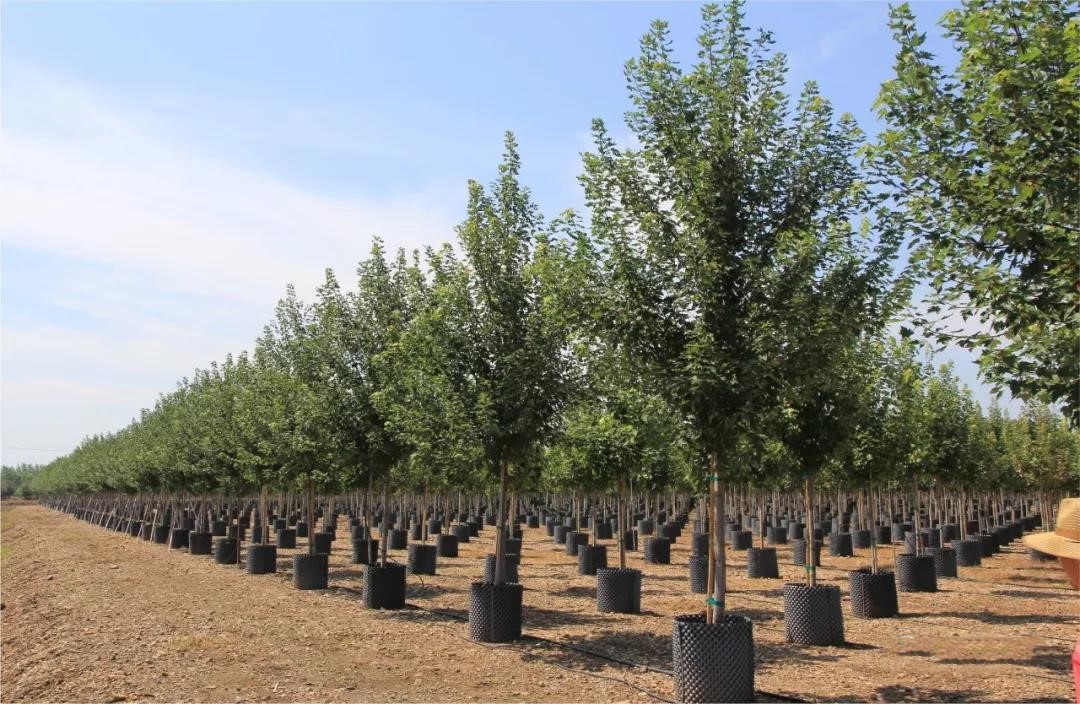 它，秋之嬌子——美國(guó)紅點(diǎn)紅楓