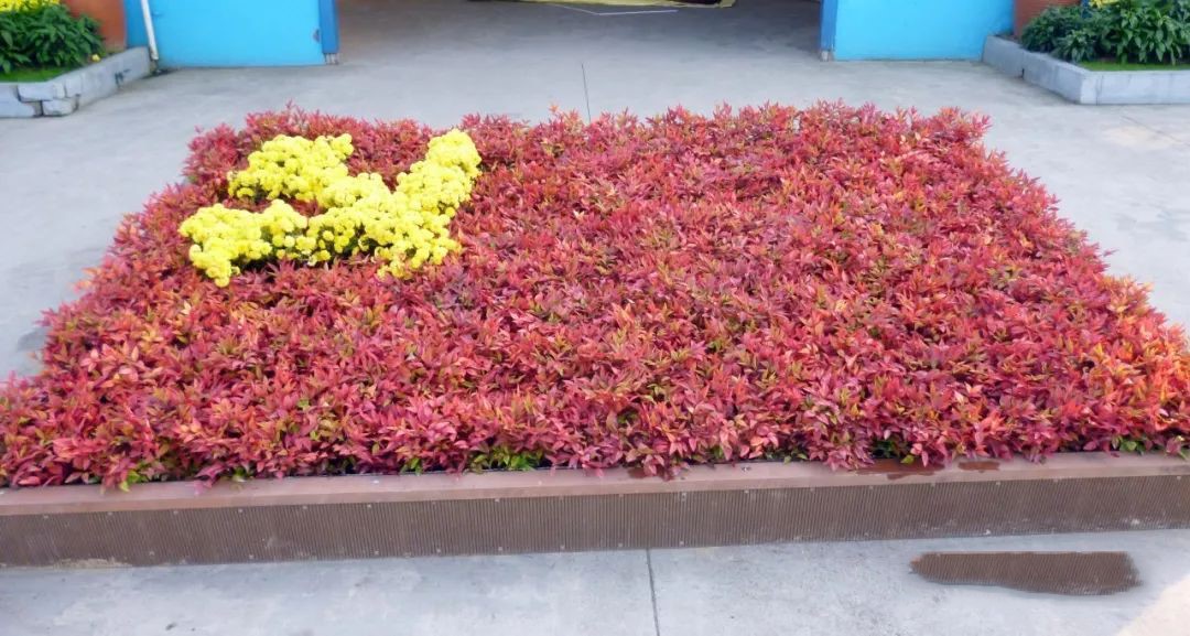 凌霜傲雪，夏透碧翠；近凝眸，紅光瀲艷，精神抖擻------火焰南天竹