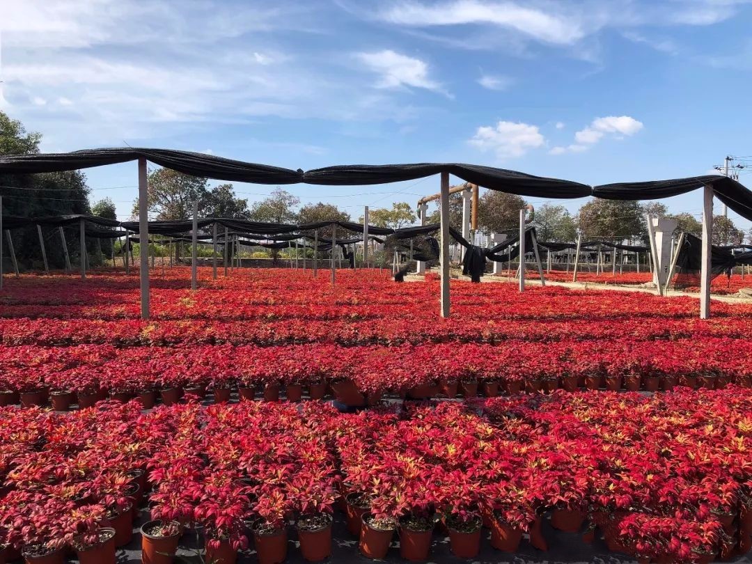 凌霜傲雪，夏透碧翠；近凝眸，紅光瀲艷，精神抖擻------火焰南天竹