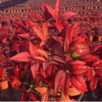 <img src=upfile/images/2020/02/17/small3_15819216884815656.jpg height=300>