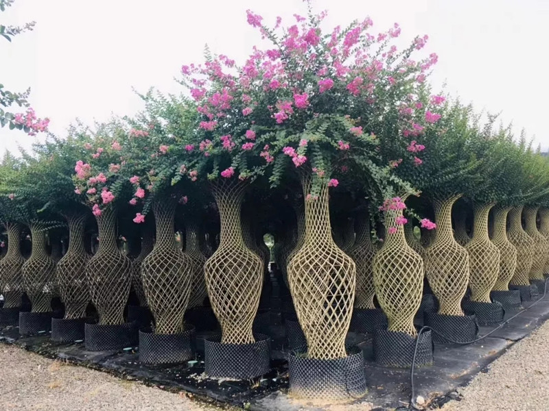 關(guān)于美國紫薇、紫薇花瓶、紫薇造型點(diǎn)擊了解更多詳情