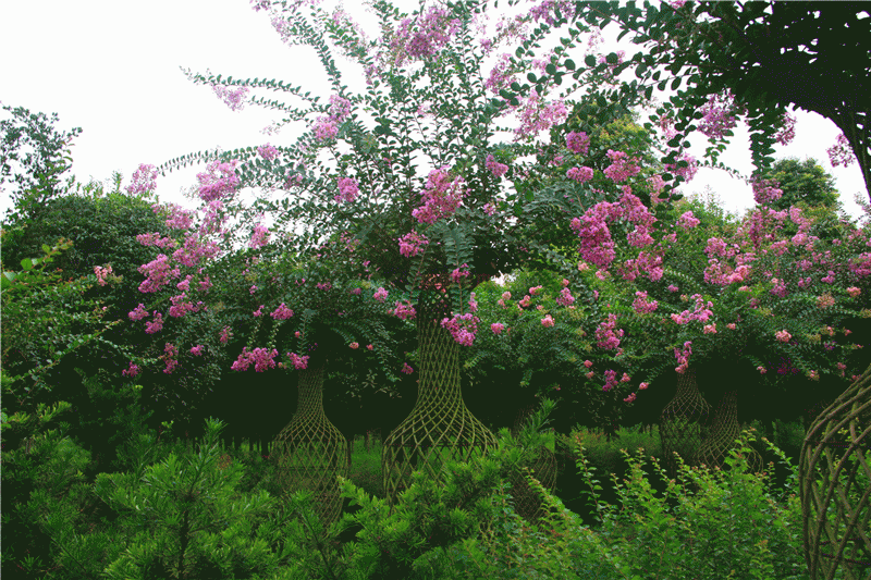 新品熱銷紫薇花瓶【紫薇造型樹(shù)】泰安東楓園林苗木有限公司