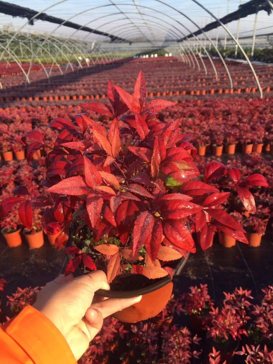 種苗兩年，投資2000萬，干出兩個“大”，這個山東兄弟有點“狠”