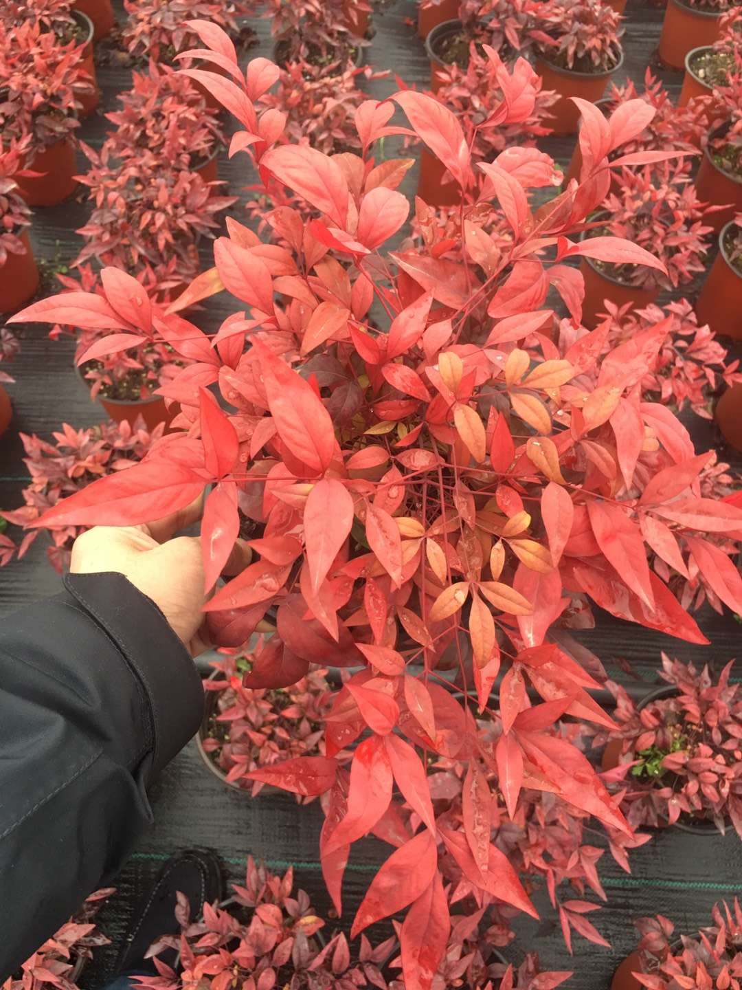 紫薇花瓶|火焰南天竹|叢生紅點(diǎn)紅楓——泰安東楓園林