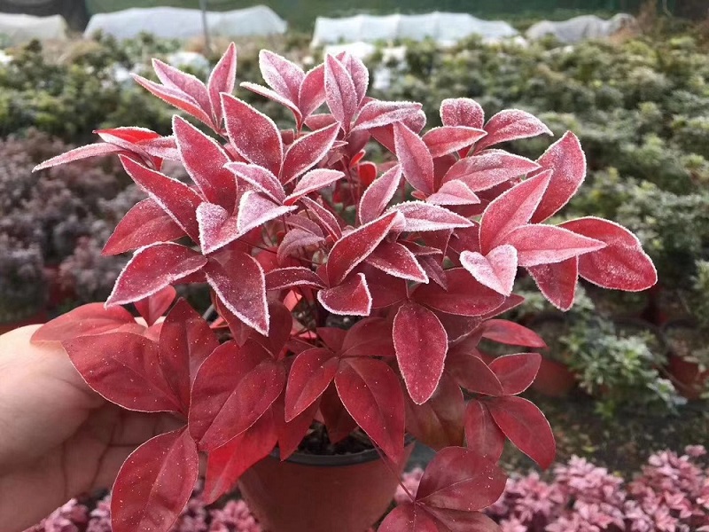 選對(duì)種苗，做好產(chǎn)品，才能未來(lái)可期！火焰南天竹、叢生紅點(diǎn)紅楓、紫薇花瓶