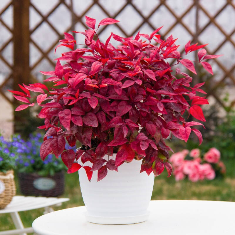 火焰南天竹——在冰冷的冬天，送你暖的色彩！