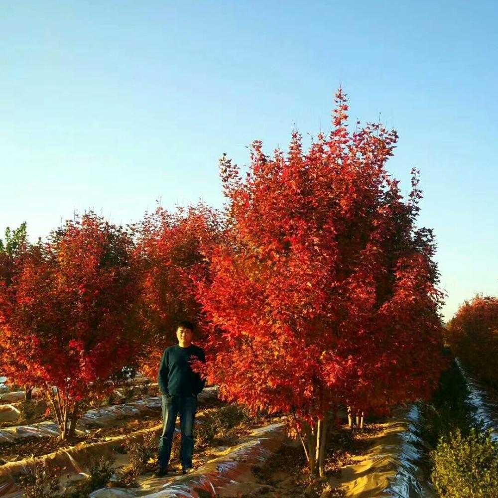 美國紅楓，在砥礪前行中預(yù)見未來